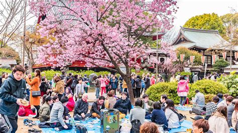 hanami cherry blossom viewing.